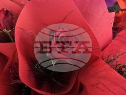 Ловеч - 8 март - цветя