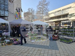 Ловеч - 8 март - цветя