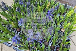 Ловеч - 8 март - цветя