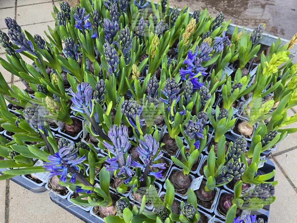 Ловеч - 8 март - цветя