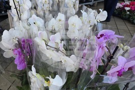 Ловеч - 8 март - цветя