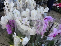 Ловеч - 8 март - цветя