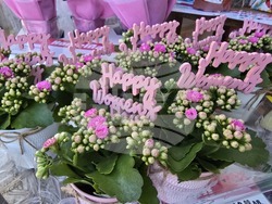 Ловеч - 8 март - цветя