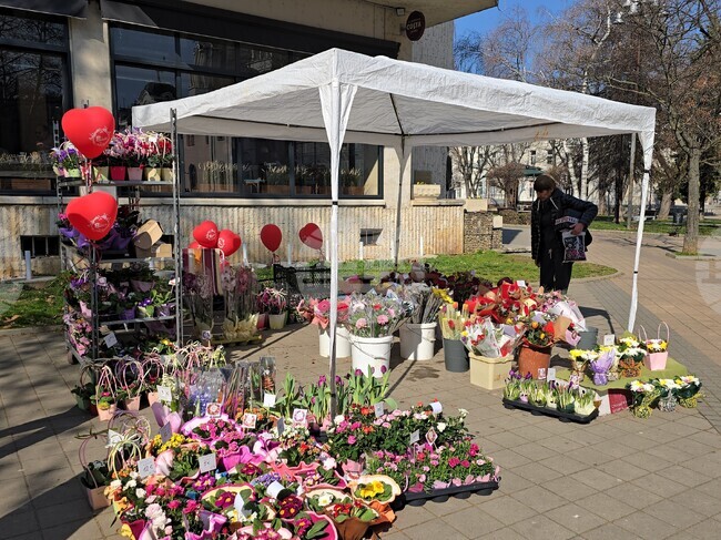 Ловеч - 8 март - цветя