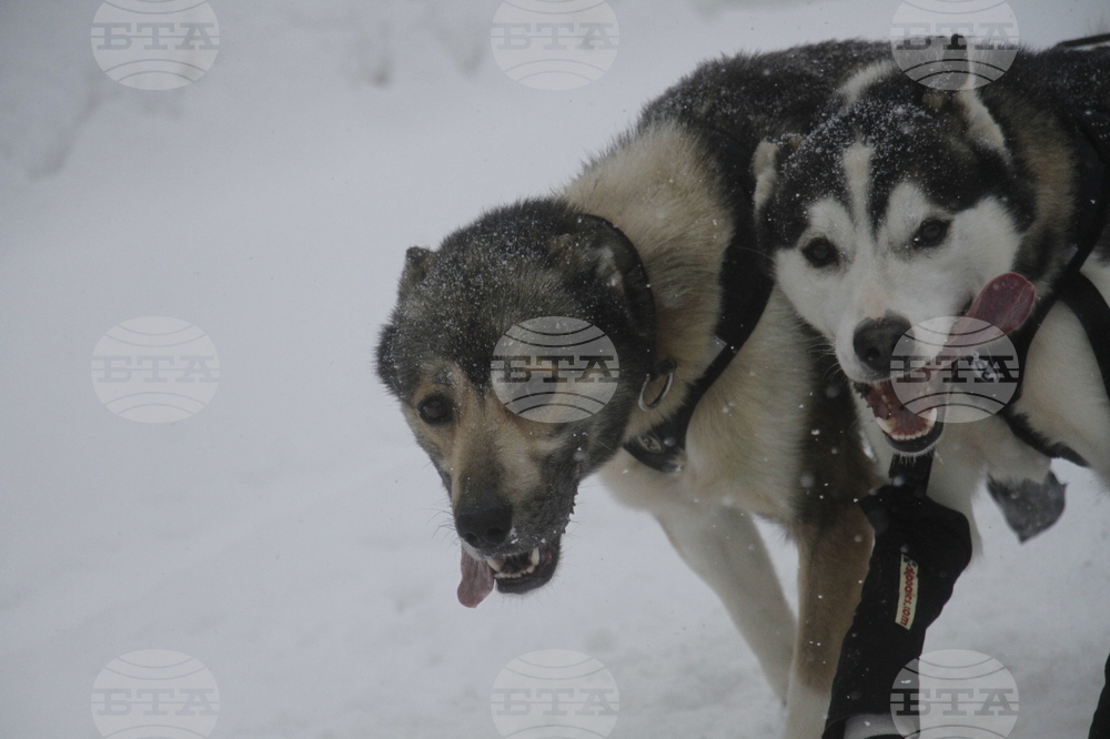 Iditarod Trail Sled Dog Race