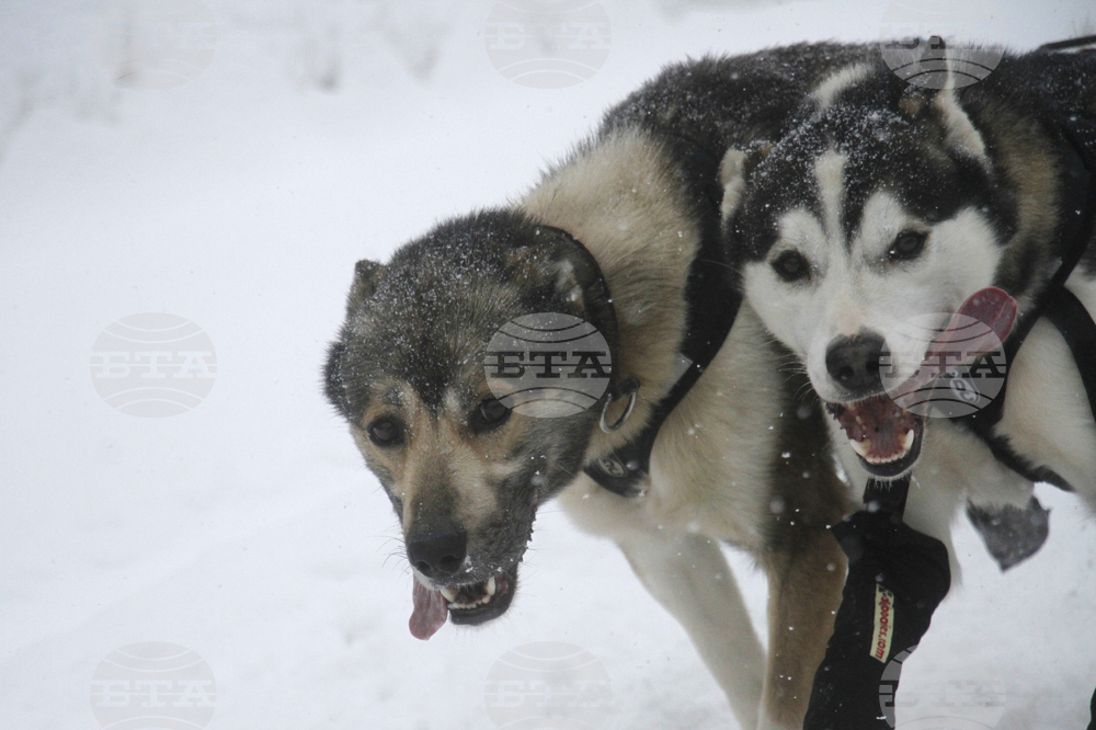 Iditarod Trail Sled Dog Race