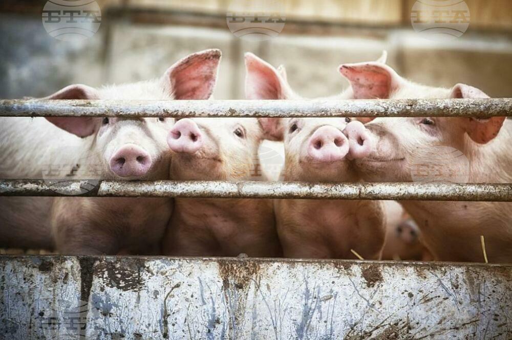Brussels Eases Restrictions on Pork Trading from Most of Bulgaria