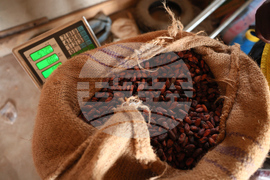 West Africa Cocoa Farmers