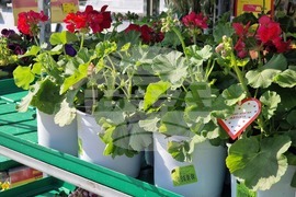 Пазарджик - 8 март - цветя