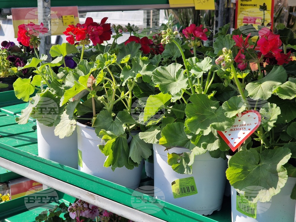 Пазарджик - 8 март - цветя