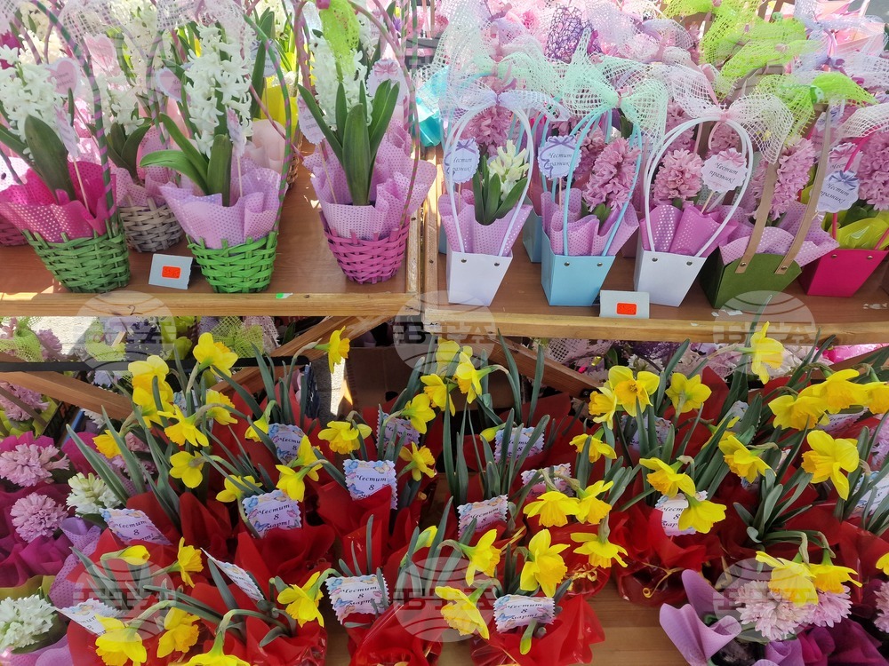 Пазарджик - 8 март - цветя