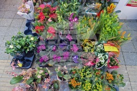 Пазарджик - 8 март - цветя