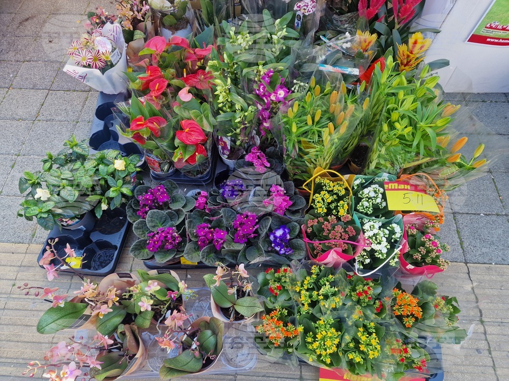 Пазарджик - 8 март - цветя