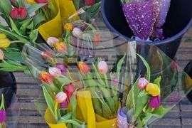 Пазарджик - 8 март - цветя