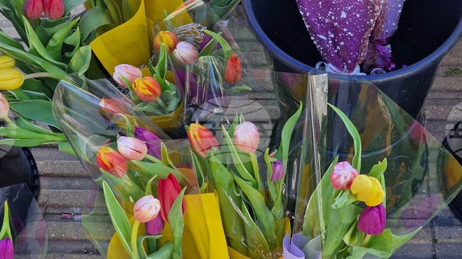 Лалетата, розите и теменужките са сред най-търсените цветя в Пазарджик