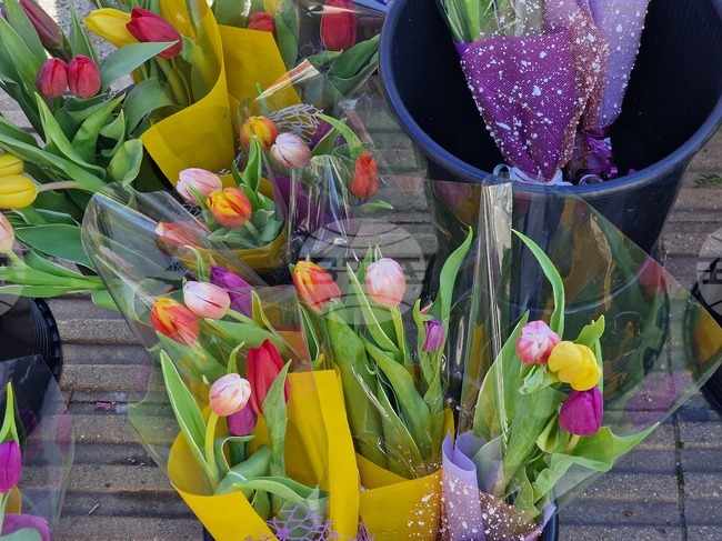 Лалетата, розите и теменужките са сред най-търсените цветя в Пазарджик