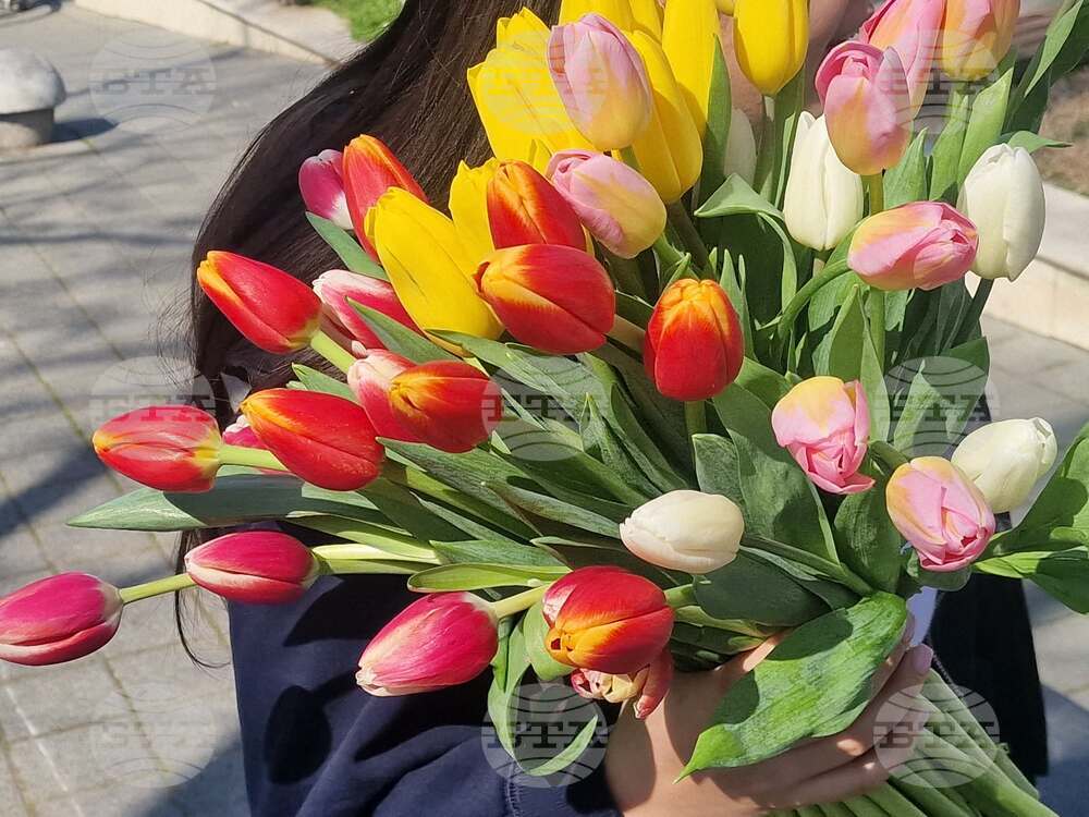 Пазарджик - 8 март - лалета