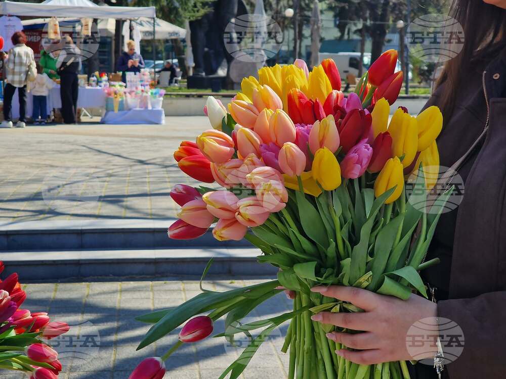 Пазарджик - 8 март - лалета