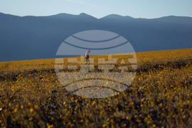 Death Valley Superbloom