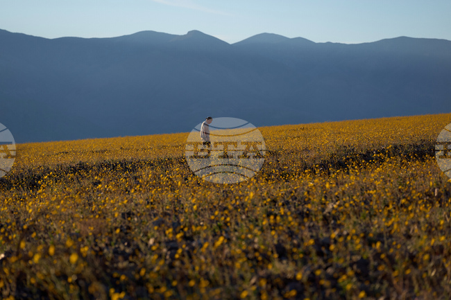 Death Valley Superbloom
