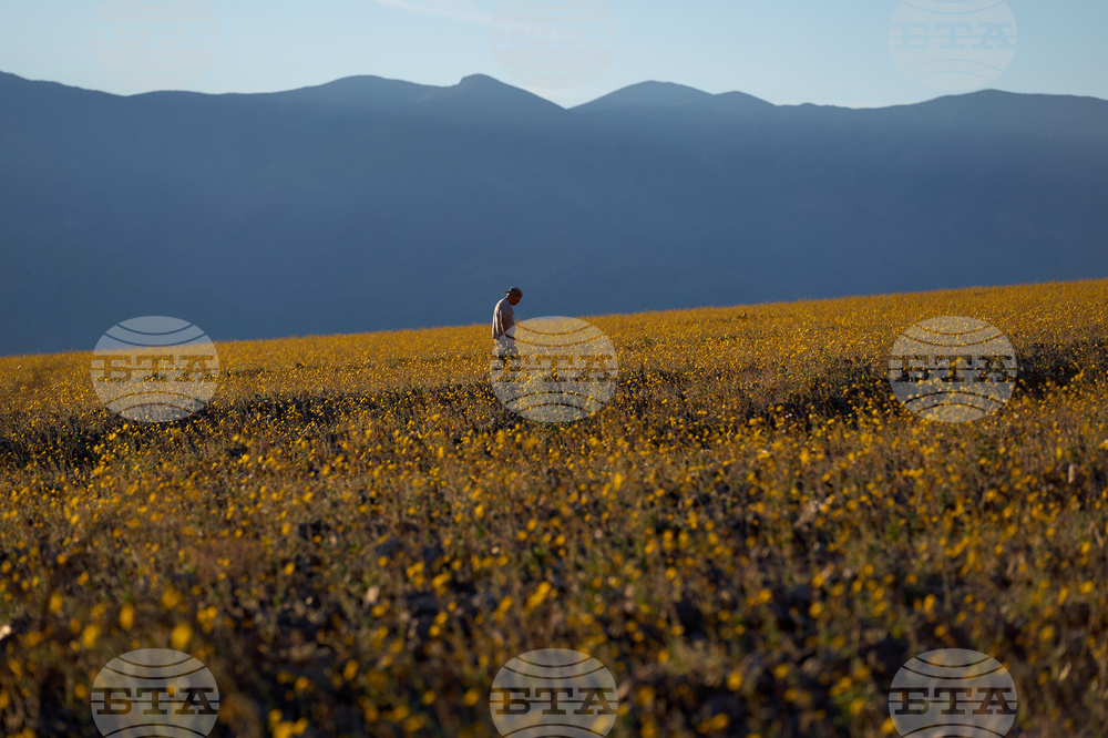 Death Valley Superbloom