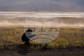 Death Valley Superbloom