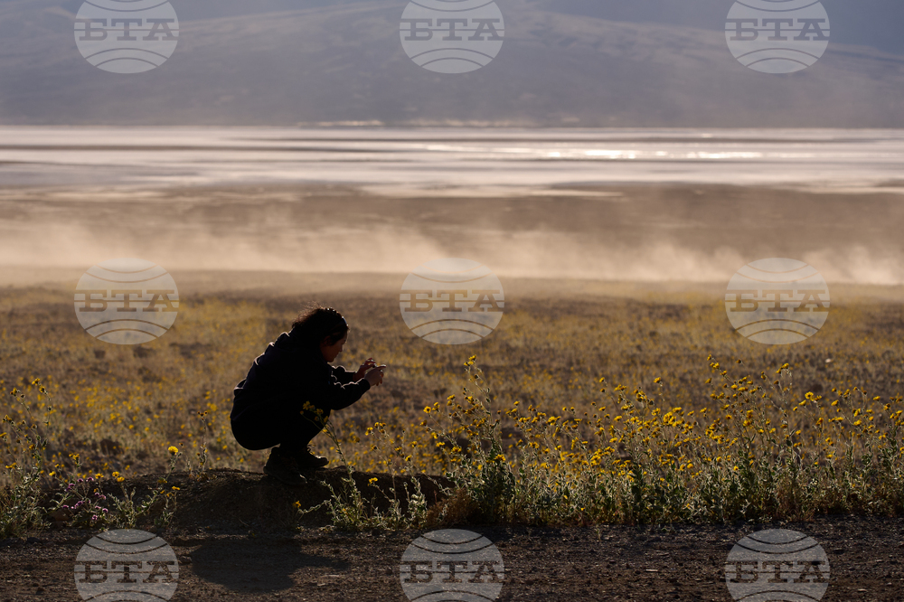 Death Valley Superbloom