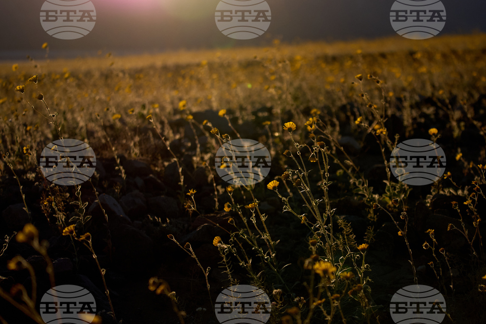 Death Valley Superbloom
