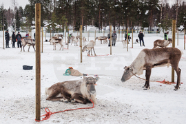 Finland Reindeer Racing