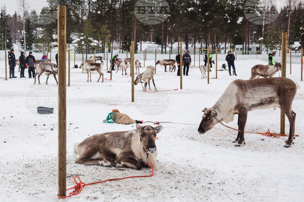 Finland Reindeer Racing