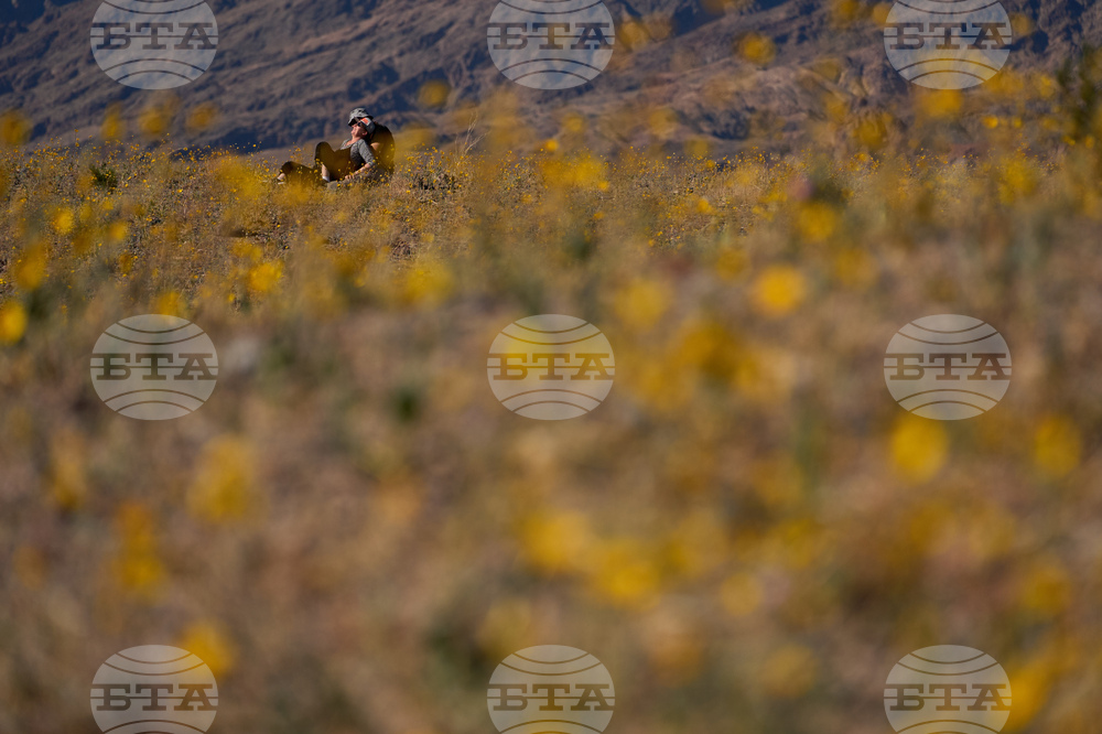 Death Valley Superbloom