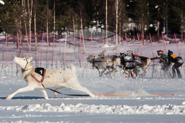 Finland Reindeer Racing