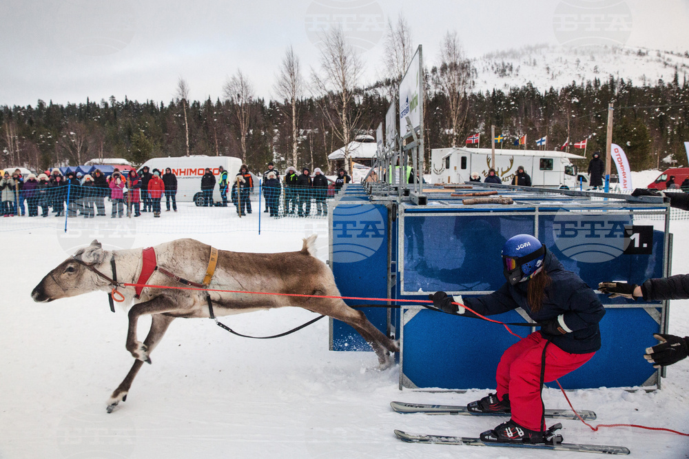 Finland Reindeer Racing
