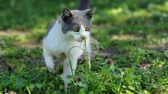 Пролетна кампания за кастрация на бездомни кучета и котки организират от Община Казанлък