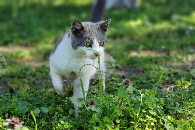 Пролетна кампания за кастрация на бездомни кучета и котки организират от Община Казанлък