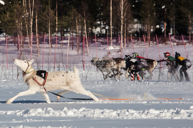 APTOPIX Finland Reindeer Racing