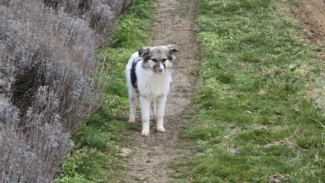 В Сливен ще се проведе безплатен кастрационен маратон за дворни кучета и котки