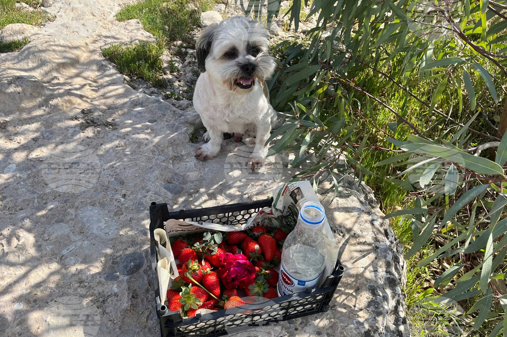 Iran US Fleeing Homes