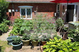 Gardening-Front-Yard Vegetables