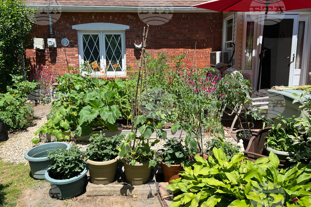 Gardening-Front-Yard Vegetables
