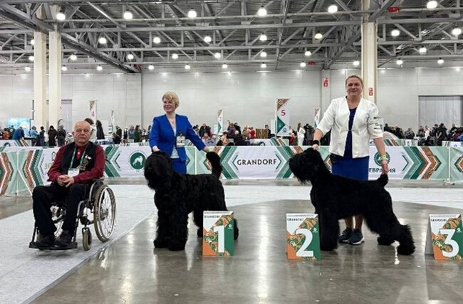 На 28 март в село Костенец ще се проведе второто издание на изложението на българско овчарско куче