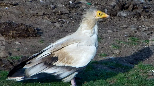 Първият за тази пролет египетски лешояд вече е в България, съобщи Българското дружество за защита на птиците