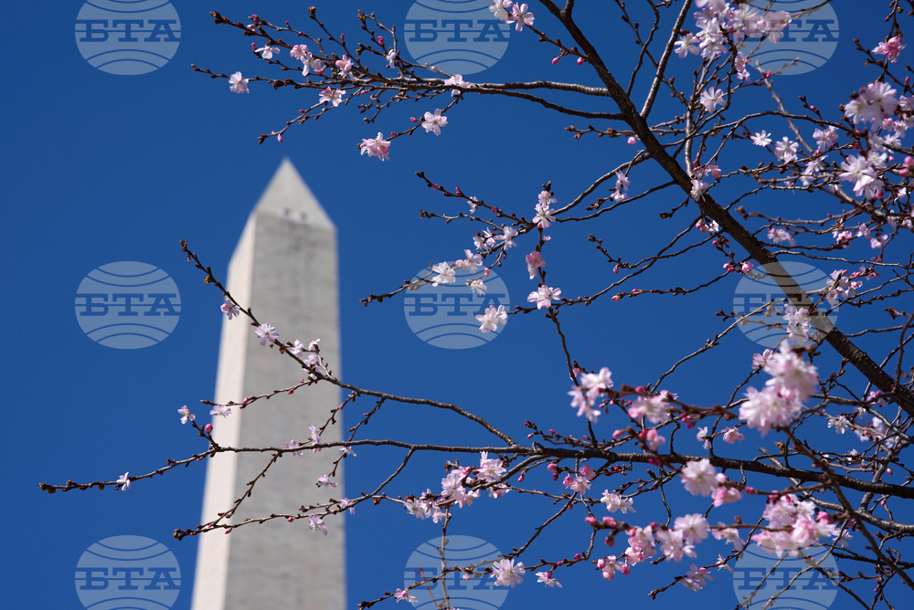Washington Cherry Blossoms