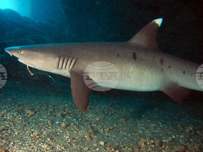 Fishing Shark Depredation