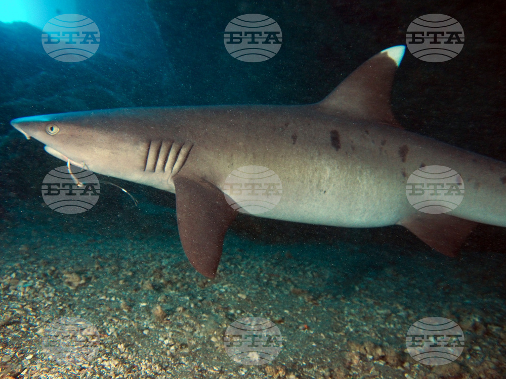 Fishing Shark Depredation
