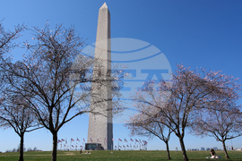 Washington Cherry Blossoms