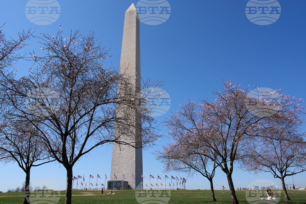 Washington Cherry Blossoms
