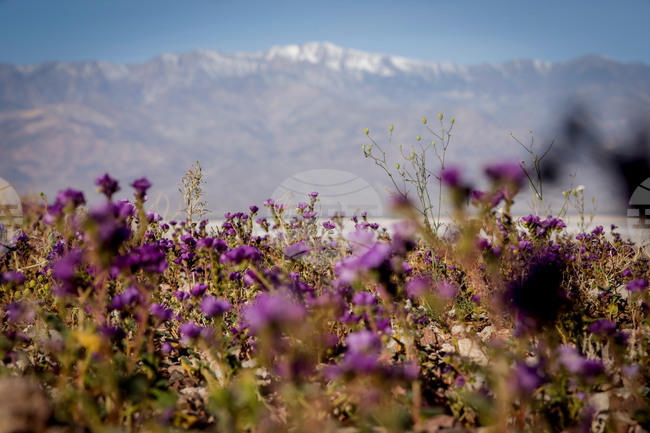 California Superbloom