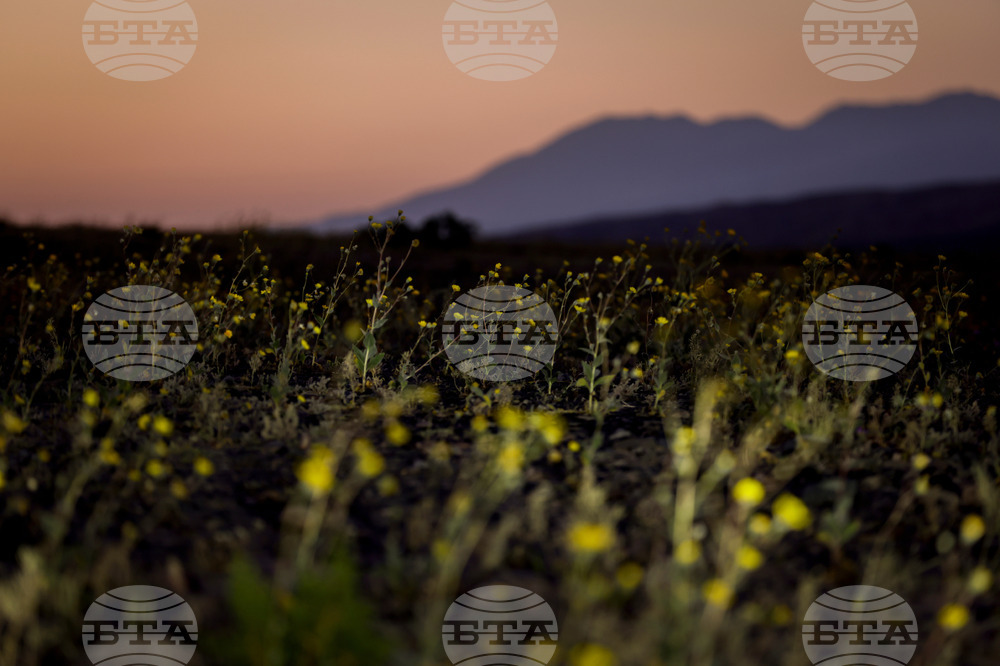 Death Valley Superbloom