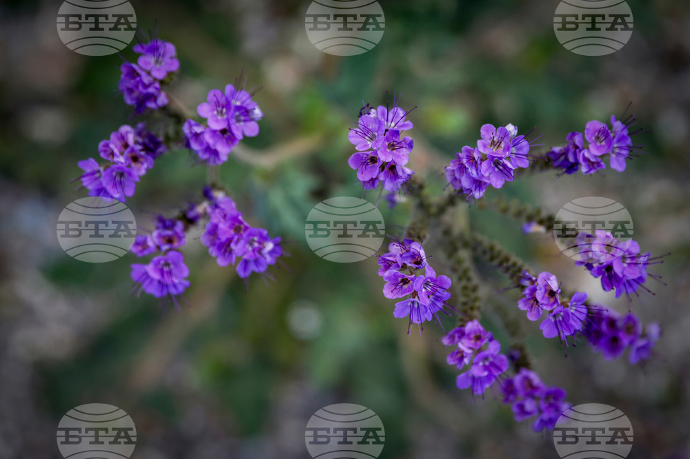 Death Valley Superbloom
